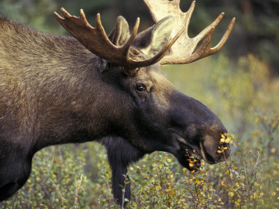 Bull Moose with Antlers, Denali National Park, Alaska, USA