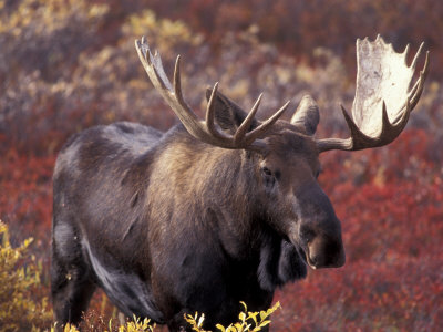 Moose in Autumn Alpine Blueberries, Denali National Park, Alaska, USA