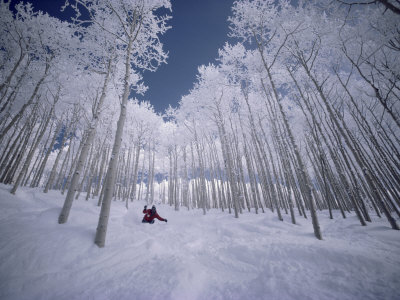 Buy Skiing Through the Trees at AllPosters.com