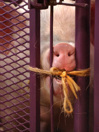A Yorkshire Pig Tries to Chew the Twine That Locks Him