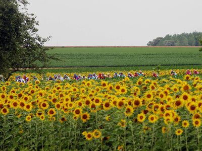 Buy The Pack Rides Past a Sunflower Field During the Sixth Stage of the Tour De France at AllPosters.com