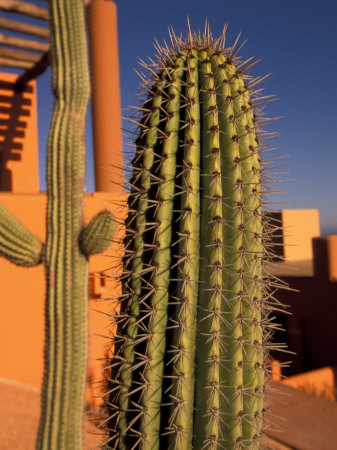 Colorful Cactus Detail, Cabo San Lucas, Baja California Sur, Mexico