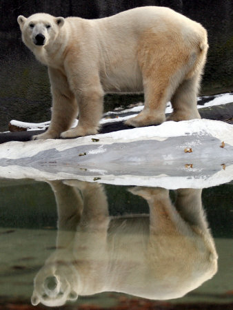 A Polar Bear Stands at the Edge of a Pool at the Bronx Zoo
