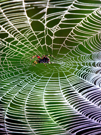 A Banana Spider's Web
