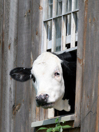 A Cow Peers out of a Barn Window in Sutton, N.H.
