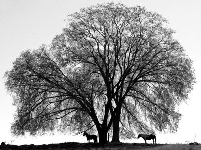 Buy A Pair of Horses Stake out Spots Under the Young Leaves of a Shade Tree Near Sparta at AllPosters.com