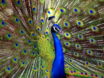 Buy A Peacock Spreads its Feathers at the Alipore Zoo at AllPosters.com