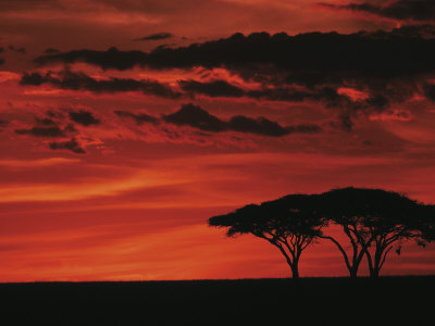 Buy Sunset on Acacia Tree, Serengeti, Tanzania at AllPosters.com