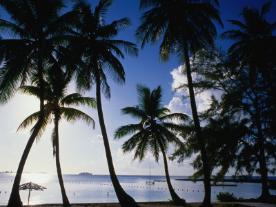 Buy Coconut Trees on Beach, Nassau, Bahamas at AllPosters.com