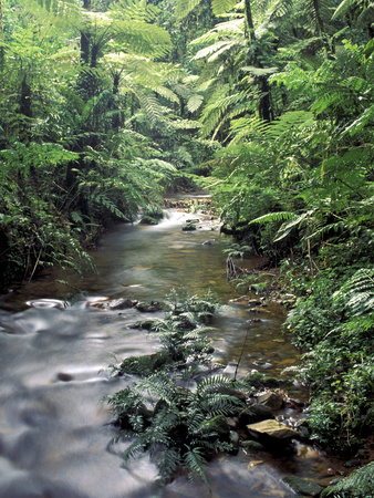 Buy Rainforest Tree Fern and Stream, Uganda at AllPosters.com