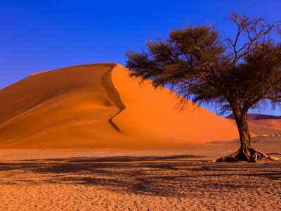 Flourishing Tree with Soussevlei Sand Dune, Namibia