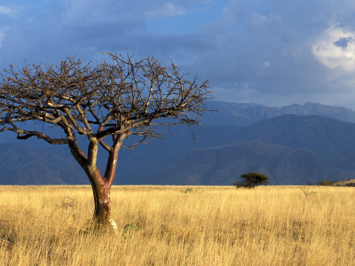 A Lone Tree in the Grasslands of Nechisar National Park, Ethiopia