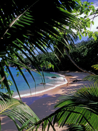 Tropical Foliage and Beach, Seychelles