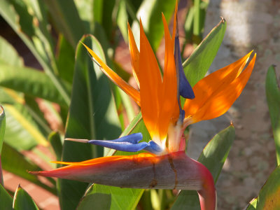 Bird-of-Paradise Flower, Sunshine Coast, Queensland, Australia