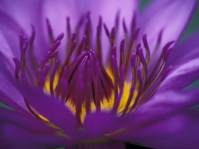 Purple and Yellow Lotus Flower, Bangkok, Thailand Photographic Print Purple and Yellow Lotus Flower, Bangkok, Thailand Photographic Print