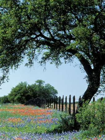 Paintbrush and Bluebonnets, Texas Hill Country, Texas, USA Posters