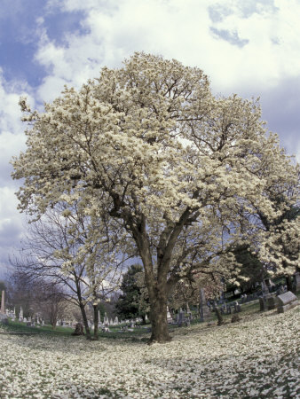 Yulan Magnolia Tree and Blossoms, Louisville, Kentucky, USA