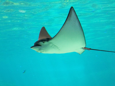 Sting Ray, Sea World, Gold Coast, Queensland, Australia