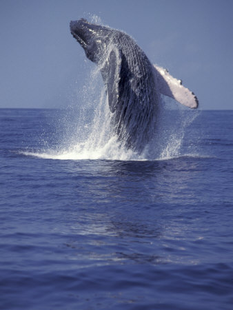 Humpback Whale Breaching Posters
