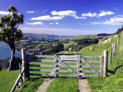 Gate and Cabbage Tree on Otago Peninsula, New Zealand