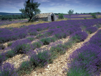 Lavender Field, Provence, France