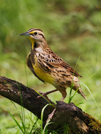 Eastern Meadowlark