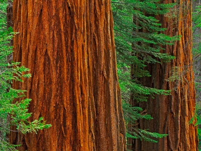 Giant Sequoia Trunks in Forest, Yosemite National Park, California, USA