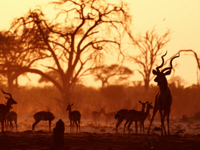Buy Adult Male Kudu with Impala at Pump Pan Waterhole, Chobe National Park, Botswana at AllPosters.com