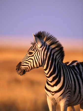 Portrait of Young Burchells Zebra (Equus Burchelli), Etosha National Park, Namibia