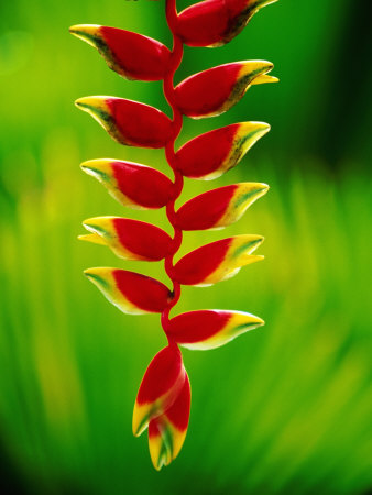 Buy Heliconia Flower, Nadi, Fiji at AllPosters.com