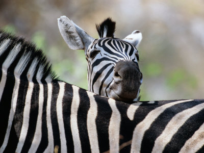 Adult Burchells Zebra Resting Head on Back of Another, Moremi Wildlife Reserve, Botswana