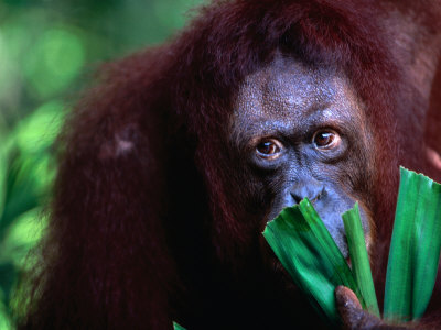 Orang-Utan at Singapore Zoological Gardens, Singapore, Singapore