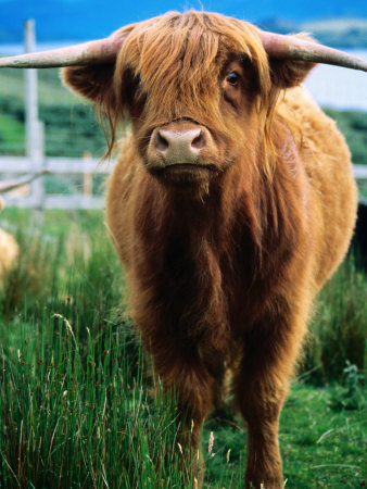 Highland Cow, Hope, United Kingdom