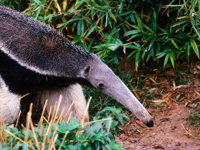 Buy Captive Giant Anteater (Myrmecophaga Tridactyla), Brazil at AllPosters.com