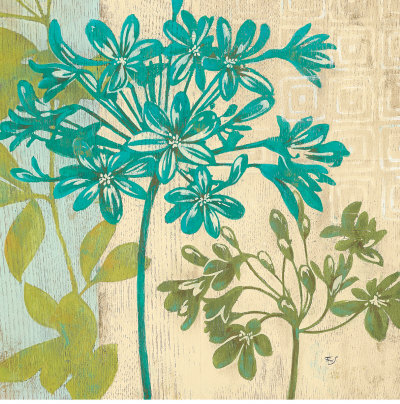 Modern Agapanthus