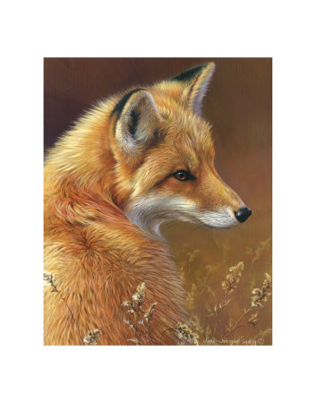 Buy Curious: Red Fox at AllPosters.com