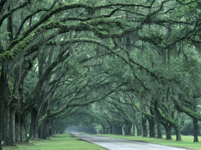 Historic Wormsloe Plantation, Savannah, Georgia, USA