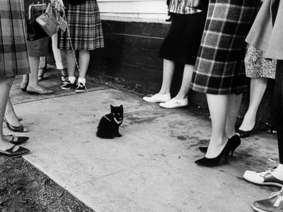 Little Black Kittens Waiting for Audition for Movie "Tales of Terror" in Hollywood