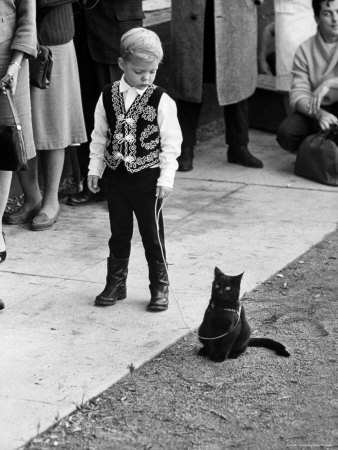 Little Black Kittens Waiting for Audition for Movie "Tales of Terror" in Hollywood