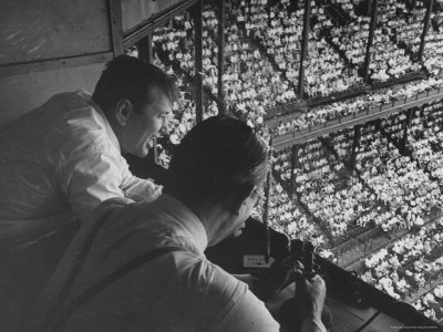 Commentators Making Remarks During a St. Louis Browns Game