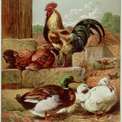 Kronheim's Chicken, Rooster and Ducks in Farmyard, from Aunt Louisa's Birthday Gift