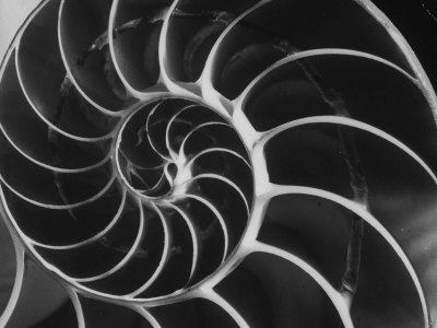 Nautilus Shell