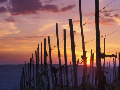 Sunset Through the Vines of the Italian Wine Country, Tuscany, Italy