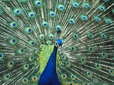 Peacock Spreading Colorful Feathers