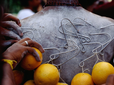 Oranges Hanging from Piercings on a Devotee's Back, Thaipusam Festival, Singapore, Singapore