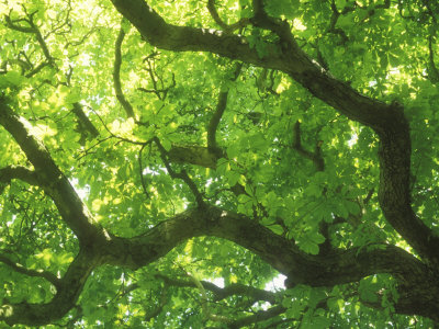 Horse Chestnut, Spring