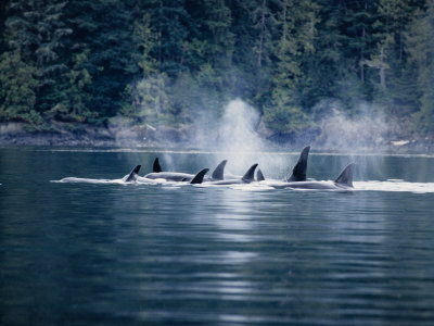 Killer Whale, Pod at Surface, BC, Canada