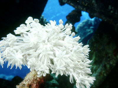 Octo Corals, St. Johns Reef, Red Sea