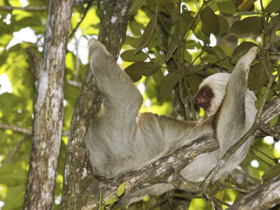 Buy Two-Toed Sloth, Costa Rica at AllPosters.com