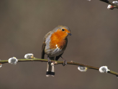 Robin, Perched on Pussy Willow, UK